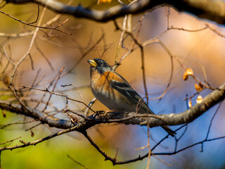 枝にとまるアトリ
