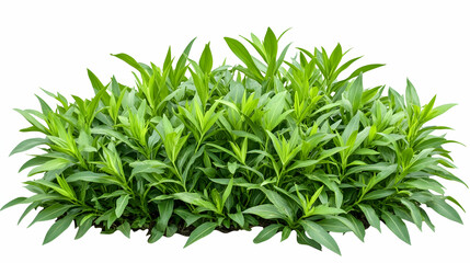 Lush green foliage bush isolated on white; garden plant landscaping design element