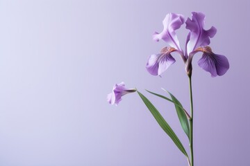 Purple Siberian iris blossom flower nature.