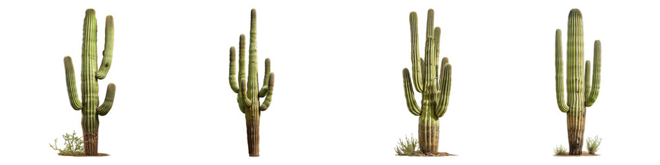 Saguaro cactus isolated on transparent background, PNG, Set of