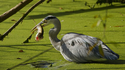 Grey heron with pike in shallow water, grey heron with huge fish, heron with prey in its beak,...
