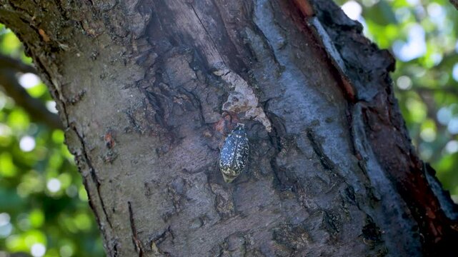Adult polyphylla fullo beetle in the garden. Pest control of agricultural crops.