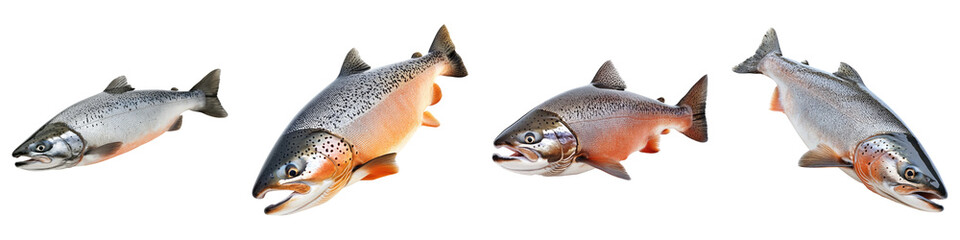 Naklejka premium Salmon isolated on transparent background, PNG, Set of