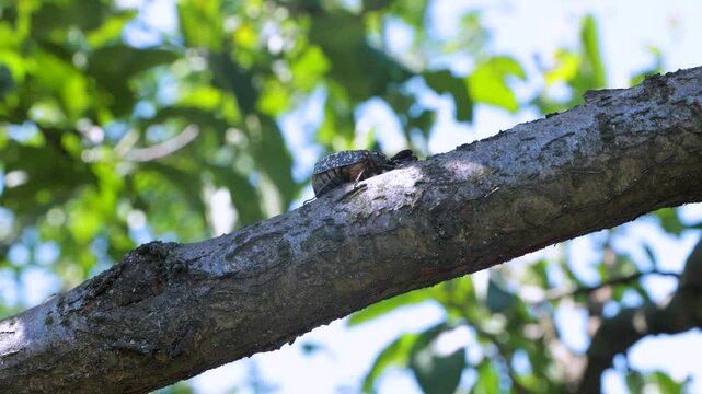 Adult polyphylla fullo beetle in the garden. Pest control of agricultural crops.