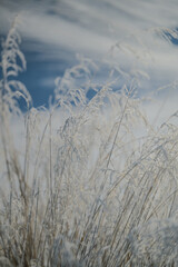 grass in the snow