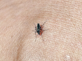 Aedes mosquito sucking blood on human skin, blurred natural background.