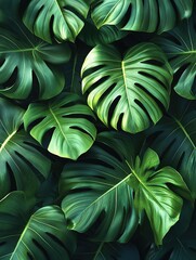 Close-up, vibrant green Monstera leaves stacked, as background or element