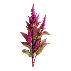 PNG Amaranth Blooms Against Transparent Background for Floral Design, Botanical, or Nature-Inspired Branding Projects