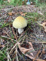 yellow mushroom