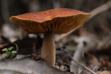 Bright Flammulina velutipes mushrooms in the forest