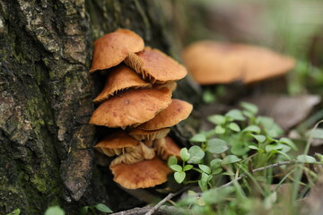 Bright Flammulina velutipes mushrooms in the forest