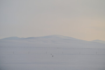 The snow - covered Hulunbuir Prairie and several cows