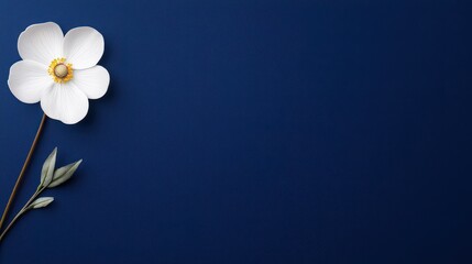 A delicate white flower rests on a deep blue background, showcasing its beauty and elegance.
