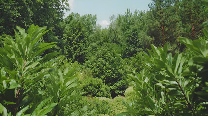 Lush green forest, summer day, plants foreground. Nature background image for website