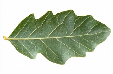 Fototapeta premium Close up view of a single green oak leaf with visible veins and textured surface, isolated on a white background