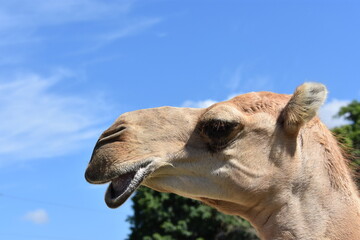 Obraz premium Camles 