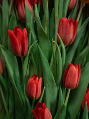 red tulips