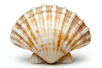 Obraz premium Sea Shell invertebrate chandelier seashell.