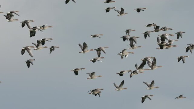 Greylag goose and greater white-fronted goose in flight