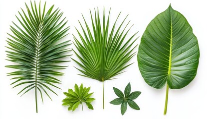 Collection of vibrant green tropical leaves arranged on a white background. The leaves vary in shape and texture, showcasing diverse foliage