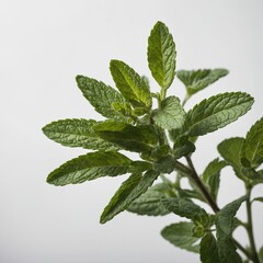 A high-resolution macro shot of a mint sprig viewed from the side, isolated on white.