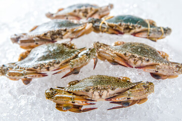 Fresh Crabs on Ice Ready for Seafood Cooking and Culinary Use