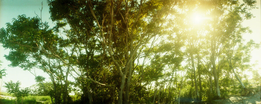 Panoramic image of sunlight shining through the trees at Rockaway beach, Queens, New York City