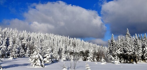 A frosty forest after the storm, Québec, Canada