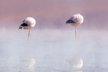 Andean flamingoes standing  on one leg in the morning  myst