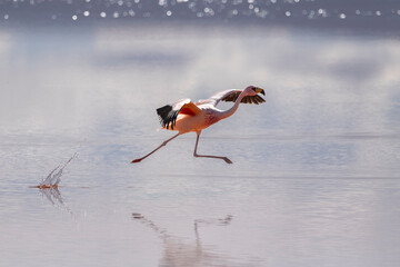 Flamingo taking off on the laguna colorada