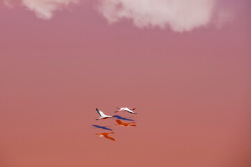 Two flamingoes flying over the an orange lake