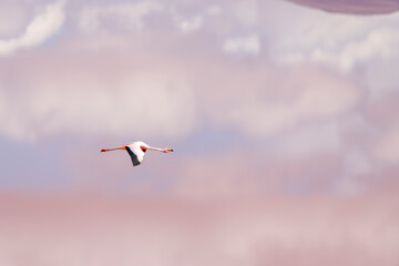 Flamingo and cloud reflection on pink laguna colorada