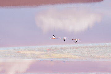 Flamingo flock over the laguna colorada