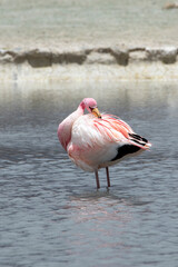 Flamingo grooming his feathers while in the water