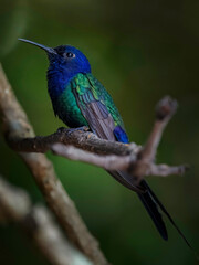 Hummingbird