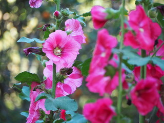 Hollyhock or Spring Celebrity. Cup-shaped pink flowers with a deep red base. In full bloom. ALCEA...