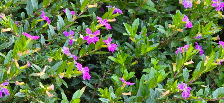 Pinkish purple flowers of Elfin herb, False heather or Cuphea hyssopifolia Kunth are ground covers with branching stems of elliptic to lanceolate leaves with acuminate tips. Rough hairs that irritate 