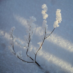 snow covered branches