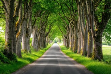 Naklejka premium Tree-Lined Country Road
