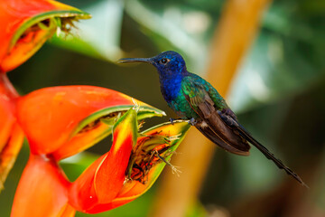 Hummingbird