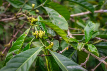 This closeup beautifully showcases the vibrant green leaves and delicate buds of coffee plant, highlighting the rich and diverse biodiversity found within various natural environments, Bali, Indonesia