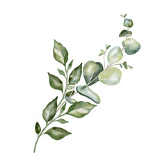 Hand-drawn watercolor illustration of elegant eucalyptus branches with lush, aromatic leaves. Perfect for wedding invitations, botanical prints, minimalist home decor, romantic greeting cards. 