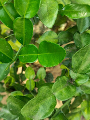 Kaffir lime leaves are green.