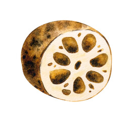 Lotus root tuber unpeeled in section. Asian food. Isolated on background watercolor monochrome hand drawn illustration. For decoration, design, packaging, logo