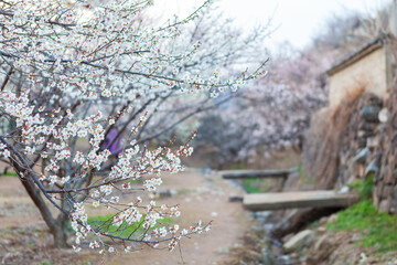 the view of the village with plum blossoms in bloom. Korean Plum Blossom Village Festival in Yangsan