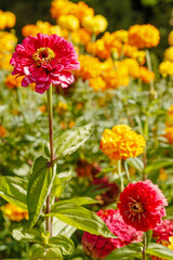 Pink Zinnia Flower in a Colorful Garden