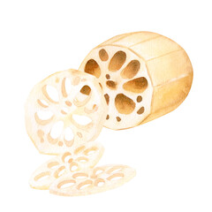 Lotus root tuber peeled in section and cutting. Asian food. Isolated on background watercolor monochrome hand drawn illustration. For decoration, design, packaging, logo