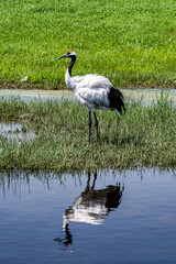 Red-crowned cranes looking for food in the lake © xiaowei
