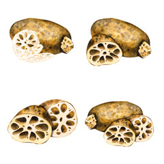 Lotus root unpeeled. In section and sliced. Asian food. Isolated on background watercolor monochrome hand drawn illustration. Set of compositions. For decoration, design, packaging, logo