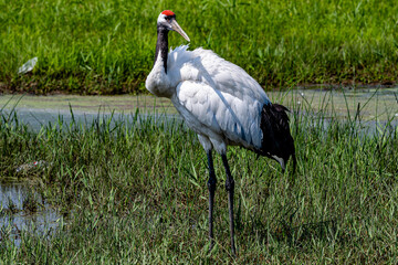 Red-crowned cranes looking for food in the lake